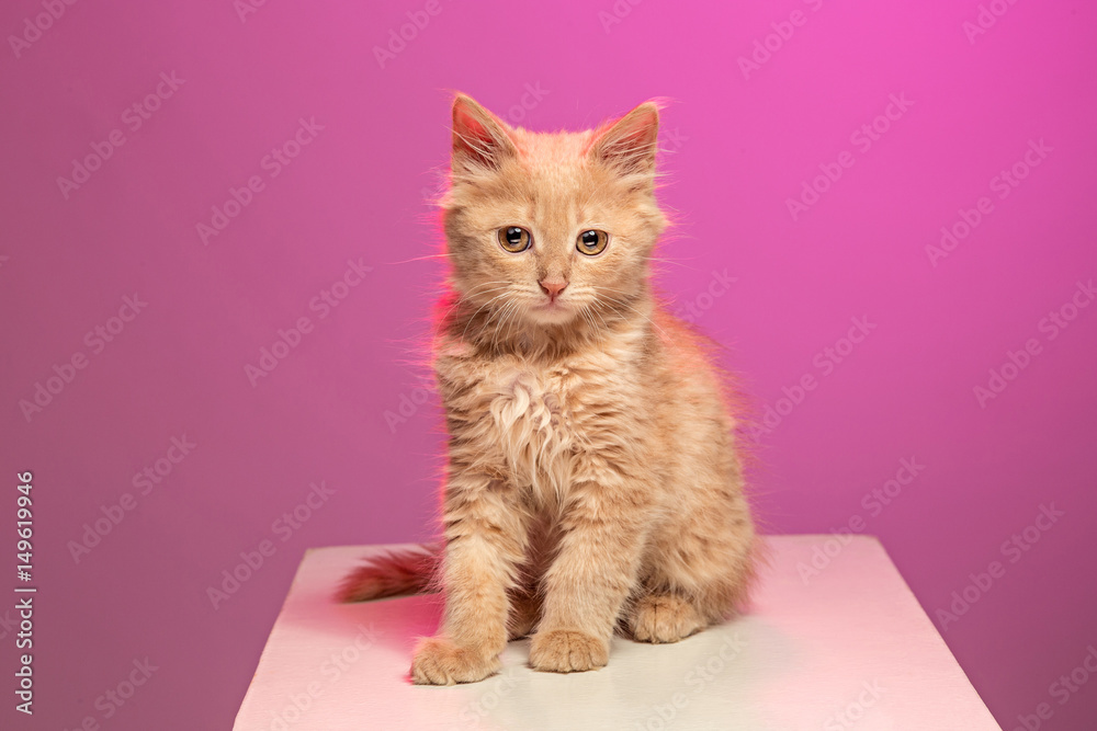 The cat on white background