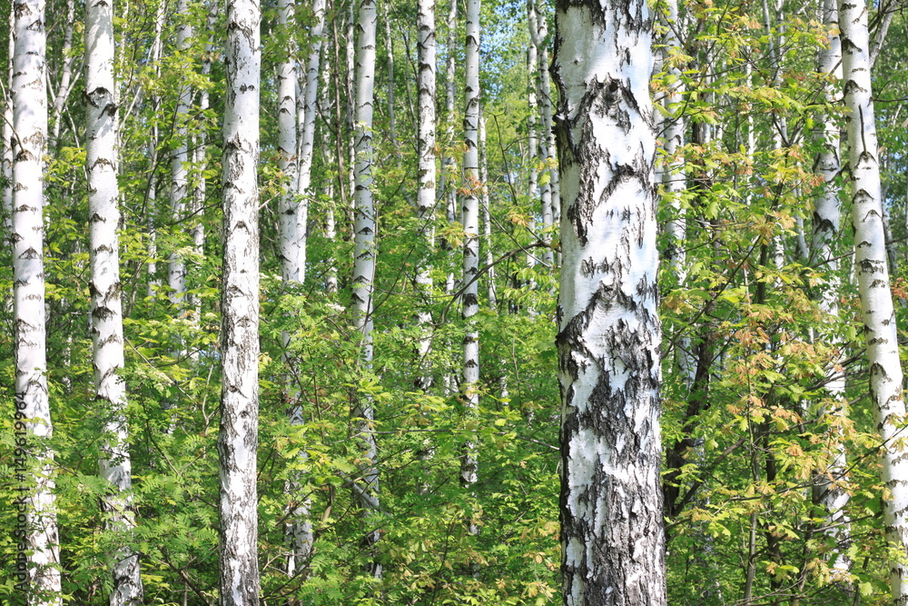 Fototapeta premium Piękny krajobraz z młodymi soczystymi brzozami z zielonymi liśćmi z czarny i biały brzoza bagażnikami w świetle słonecznym w ranku wiosną