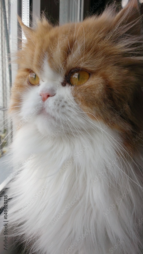 Perserkatze Perserkatze