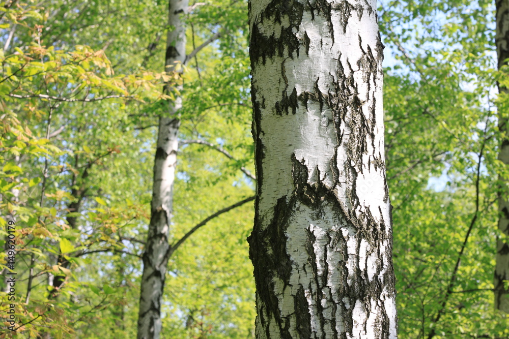 Beautiful landscape with young juicy birches with green leaves and with black and white birch trunks in sunlight in the morning in spring Beautiful landscape with young juicy birches with green leaves and with black and white birch trunks in sunlight in the morning in spring