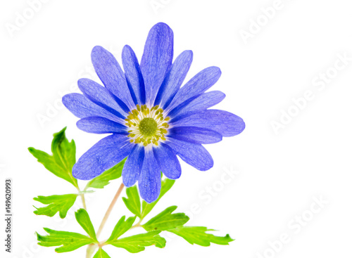 Isolated blue winter windflower anemone blanda