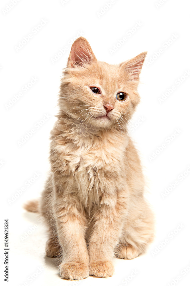 Obraz premium The cat on white background
