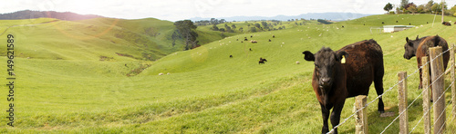 Schwarze Kuh auf der Weide