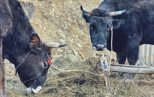 cows