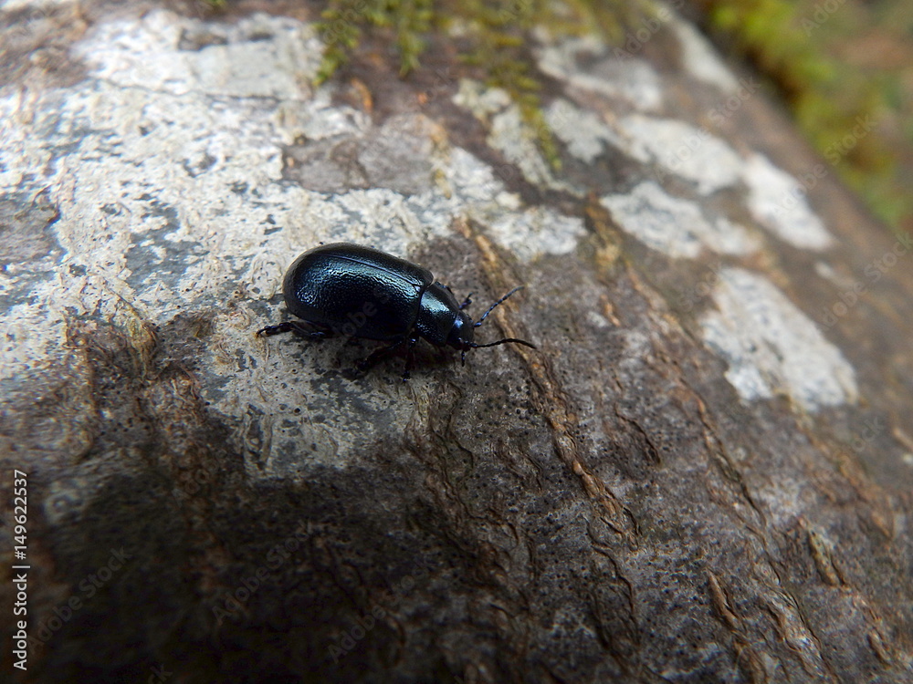 Shiny blue beetle,(Chrysolina coerulans) Shiny blue beetle,(Chrysolina coerulans)