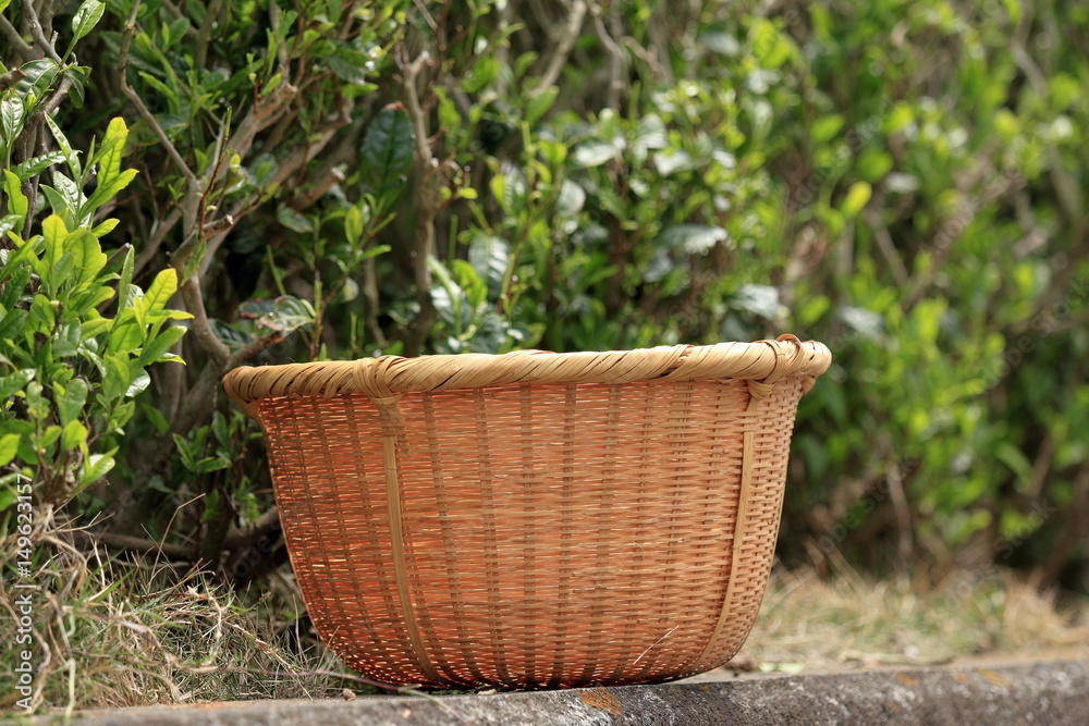 Green tea leaves hand picking Green tea leaves hand picking