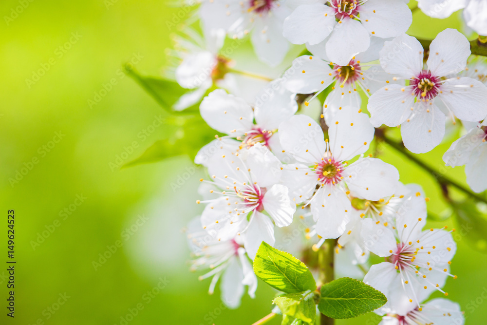 Obraz premium Beautiful cherry blossom