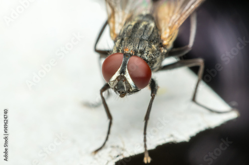 Macro of flies or fly insect © pongmoji