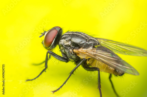 Macro of flies or fly insect