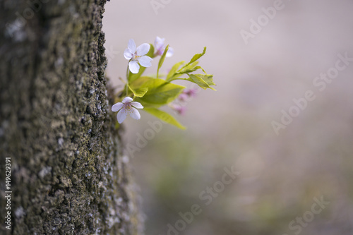 サクラ　新芽