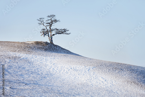 Tree on Cape Burhan. Winter landscape photo