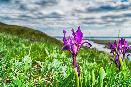 Fototapeta Naklejka Na Ścianę i Meble -  Purple irises on grass field closeup
