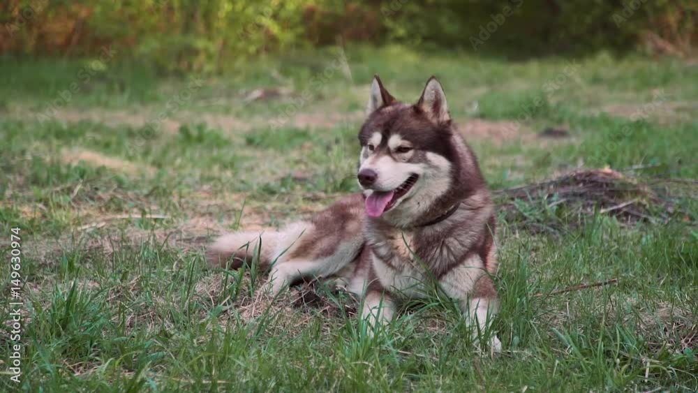 Dog husky in the street in spring Dog husky in the street in spring