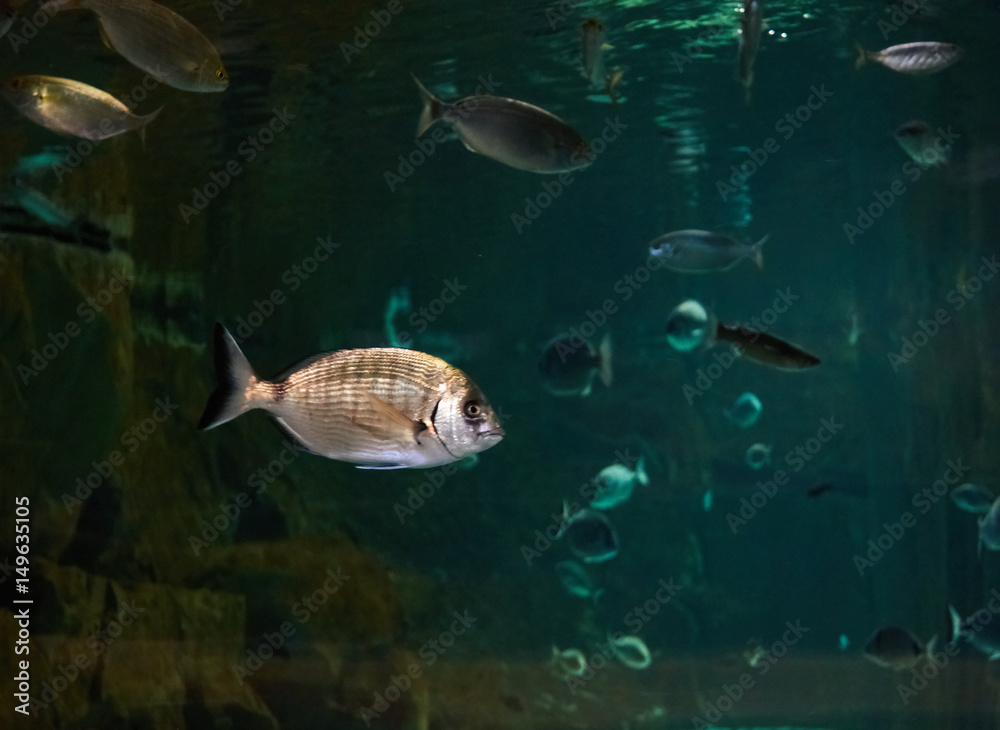 Fish dorado against the background of the seabed. Silhouettes of different fish in turquoise water Fish dorado against the background of the seabed. Silhouettes of different fish in turquoise water