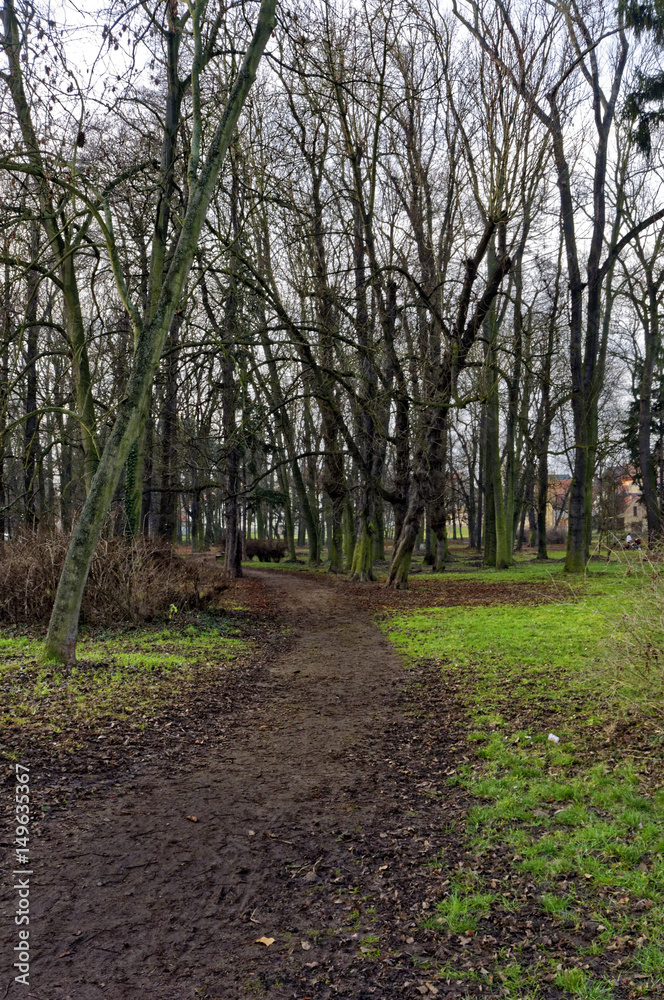 Dirt road between the deciduous trees Dirt road between the deciduous trees
