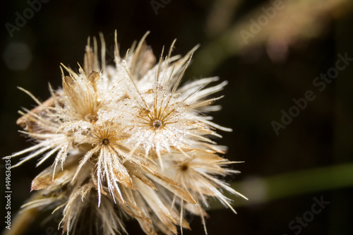 Flowers grass on nature  macro