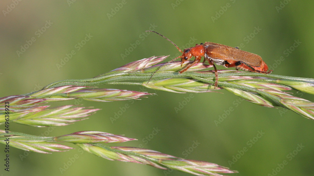 Fototapeta premium Coomon Red Soldier Beetle