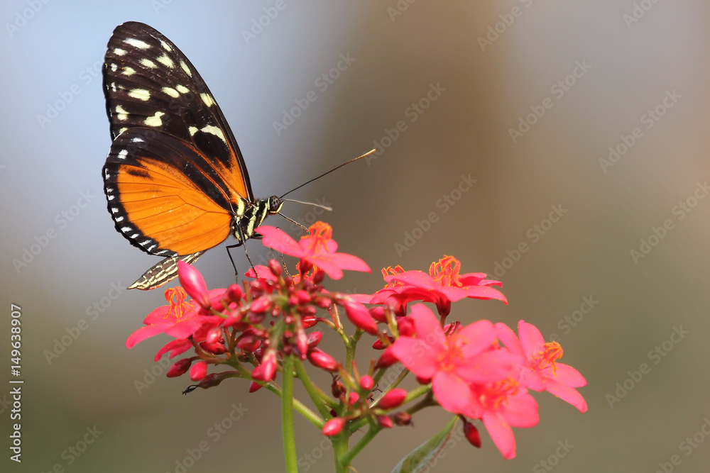Fototapeta premium Tiger Longwing Butterfly