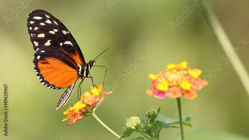 Tiger Longwing Butterfly © Sjaak