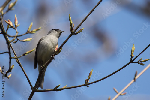 Housesparrow photo