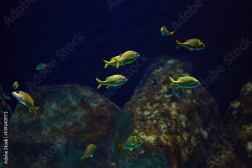 Small bright yellow fishes in the blue sea abyss