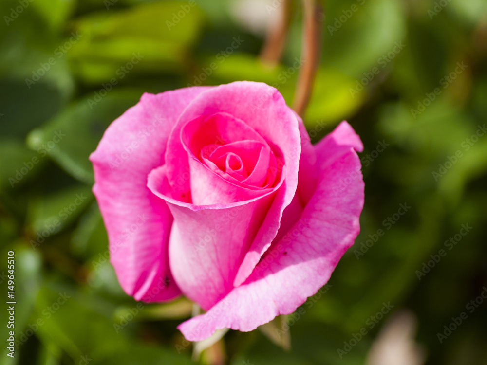 Pink rose on blooming on a garden in springtime