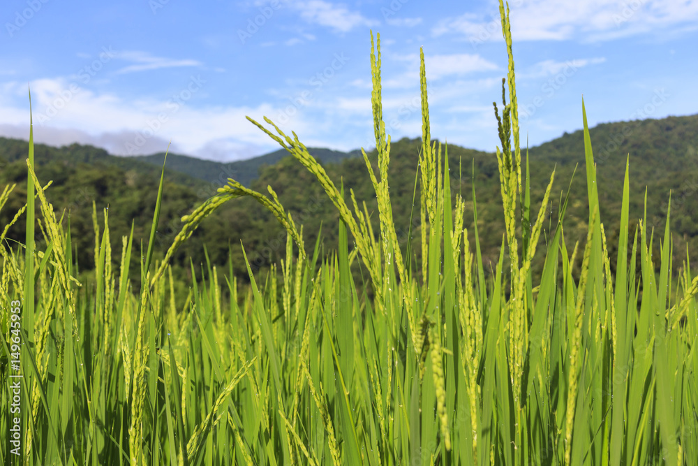 Green rice field with seed panicles in close-up with blue sky background.