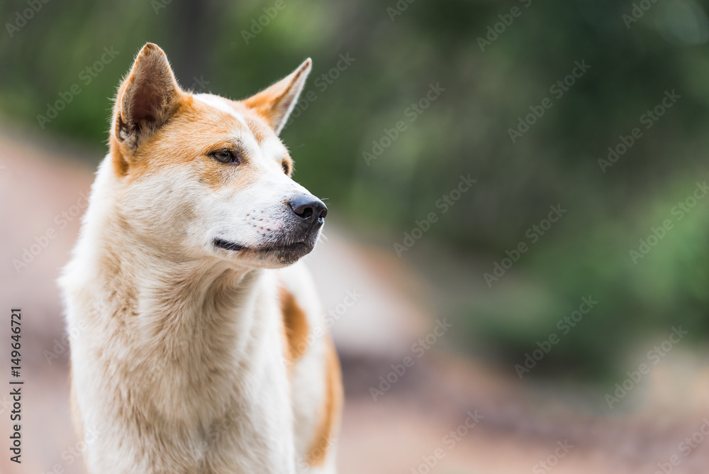 Dog looking to right side