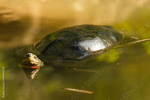 Turtle floating in river looking at camera