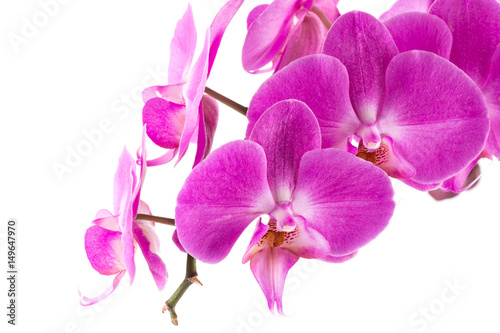 orchid  pink  flower