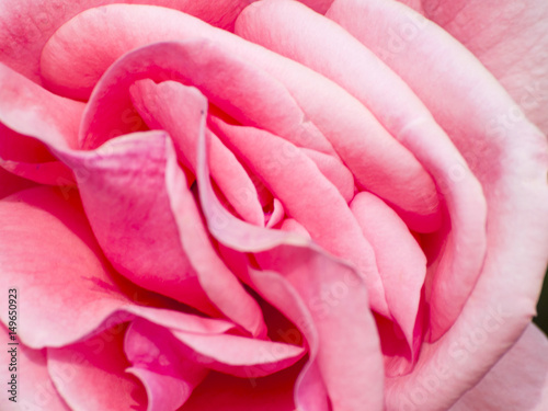 Texture of petals of pink rose on blooming in springtime