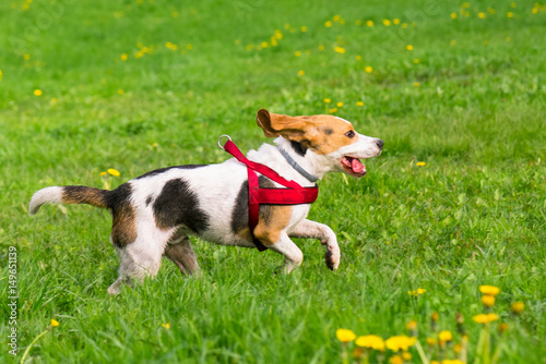 Beautiful funny beagle dog playing outdoors at spring or summer park.