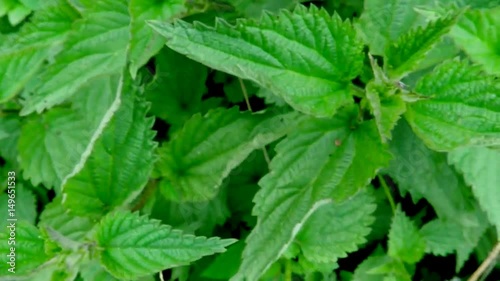 Wallpaper Mural Brennessel, Heilpflanze und Nahrungsmittel Torontodigital.ca