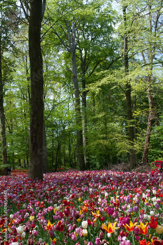 Wallpaper Mural Tulips Torontodigital.ca