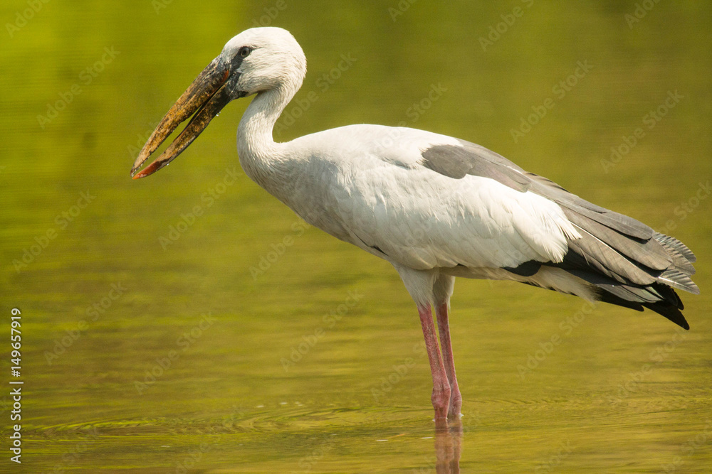 asian open bill stork bird asian open bill stork bird