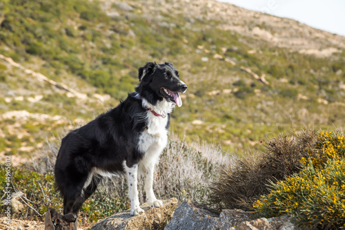Border Collie dog standing on rock in the hills of Corsica © Jon Ingall