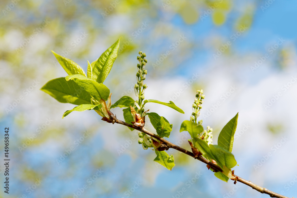 Branch of a tree with blossoming flatteries Branch of a tree with blossoming flatteries