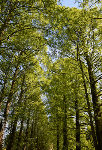 Park way between trees on spring