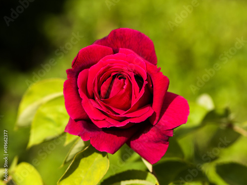 Red rose on blooming on a garden in springtime