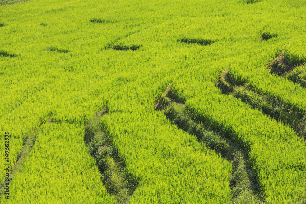 Fresh green rice terrace field in rain season before harvest time, in countryside of Chiang Mai, Thailand. Fresh green rice terrace field in rain season before harvest time, in countryside of Chiang Mai, Thailand.