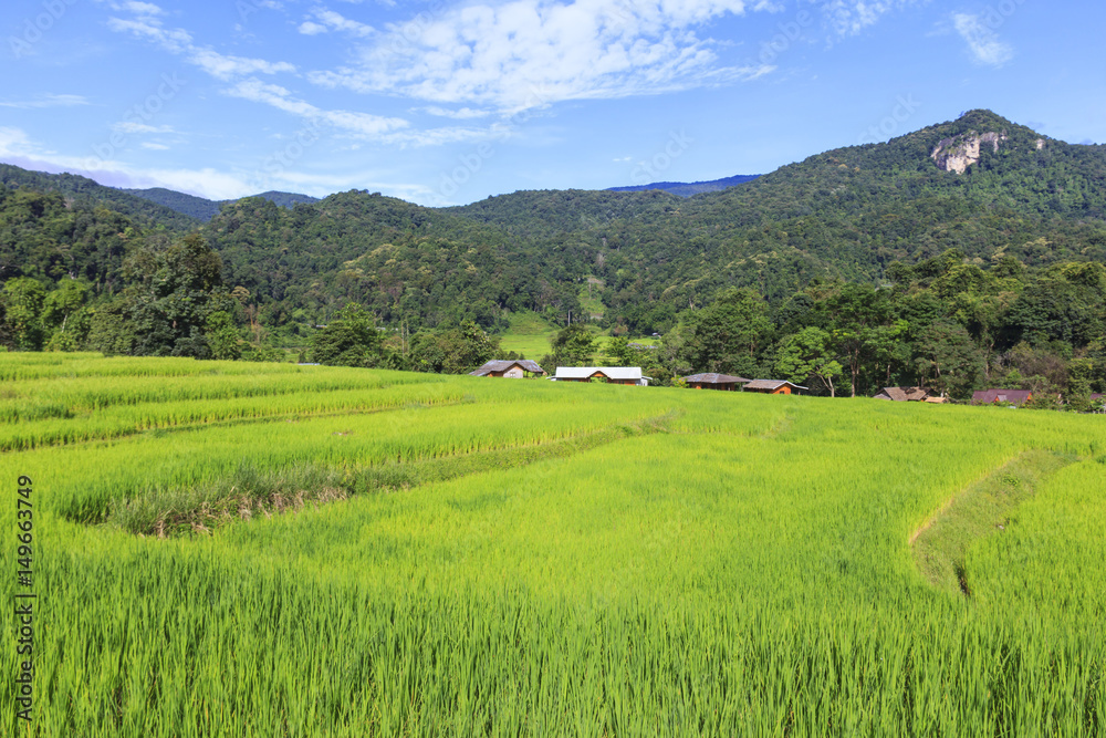 Fresh green rice terrace field in rain season before harvest time, in countryside of Chiang Mai, Thailand.
