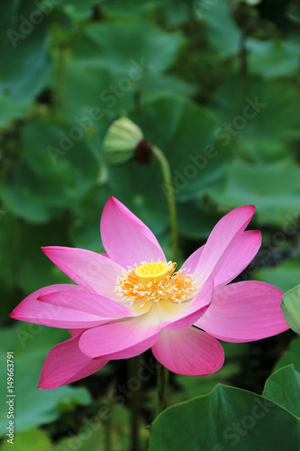 flower Leaves lotus Pink In the lake