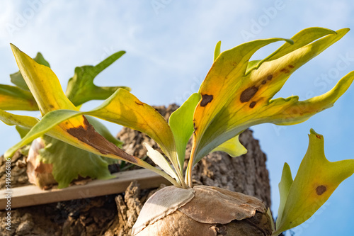 Selective focus and closed up image Staghorn Ferns  Platycerium Holttumii  plant over blue sky background