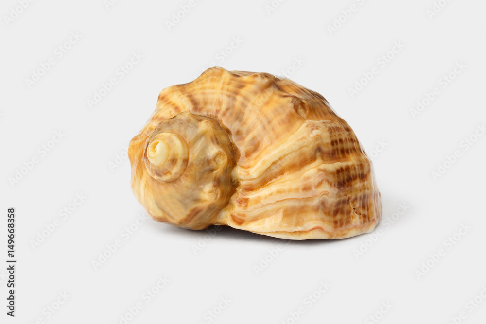 Brown shell of rapan