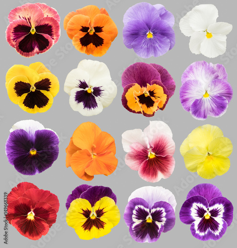 Set of colorful pansy flowers isolated on gray background.