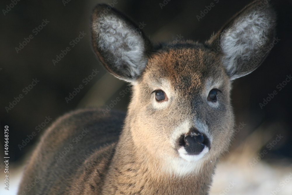 Un jeune cerf en gros plan avec son pelage d'hiver