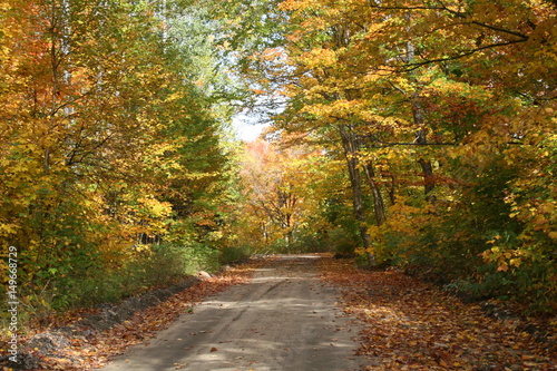 Chemin en automne dans une forêt avec les feuilles en couleur