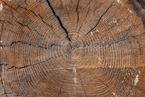 cut tree with annual rings