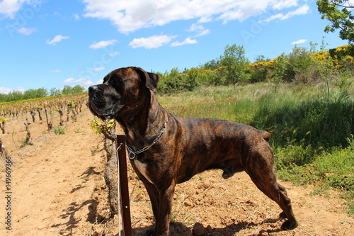 chien cane corso dans la nature vigne © canecorso