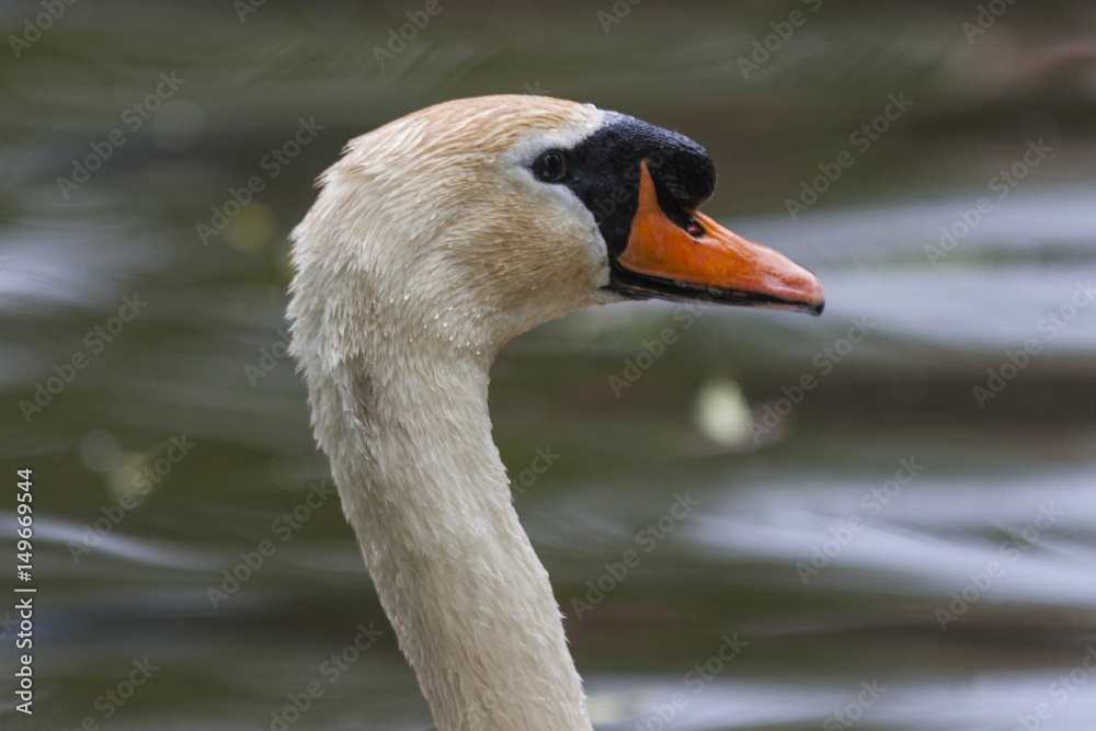 Fototapeta premium Mute swan